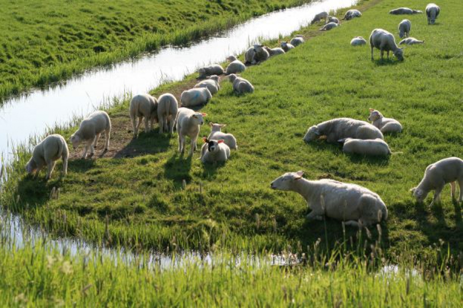 Project Schoon Erf, Schoon Water Noorderzijlvest Groningen