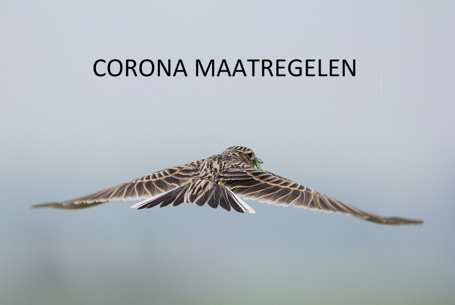 Corona