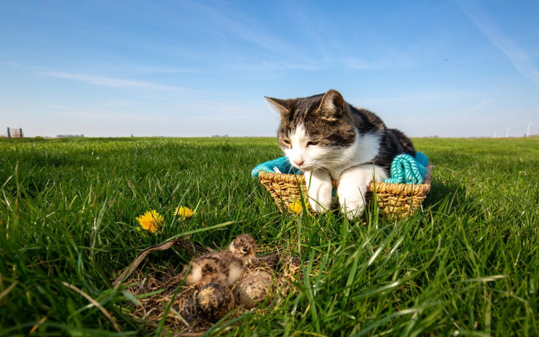 Kattenactie in weidevogelkerngebieden