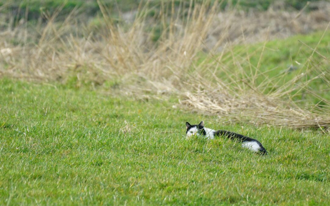 Kuikens in het land, kat in de mand