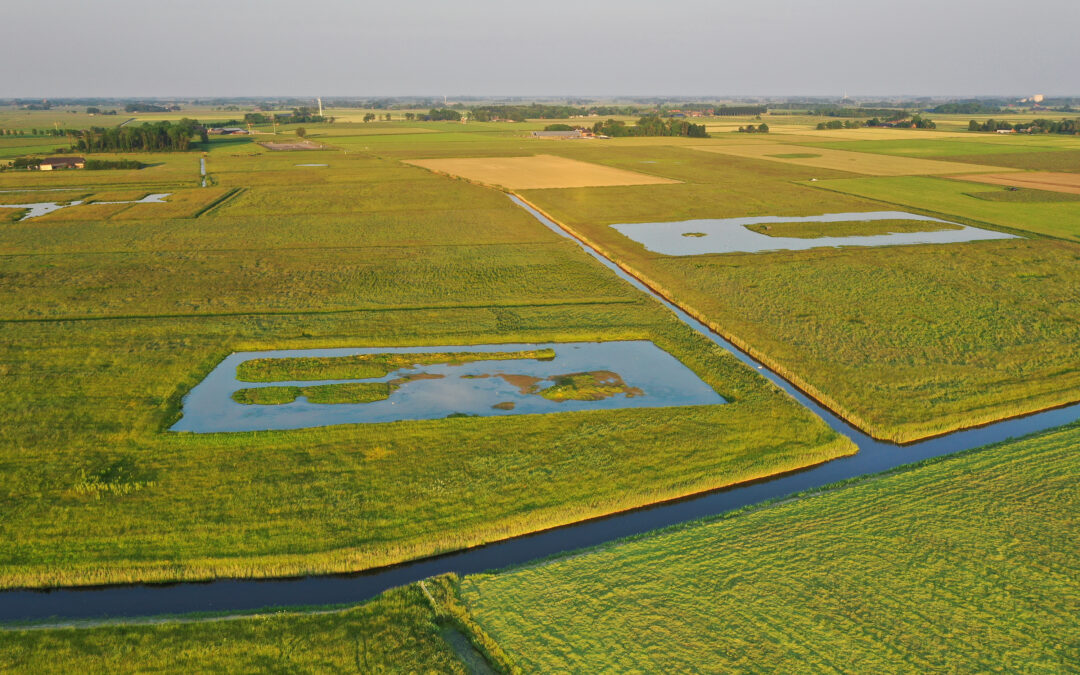Goed weidevogelseizoen bij boeren Collectief Groningen West