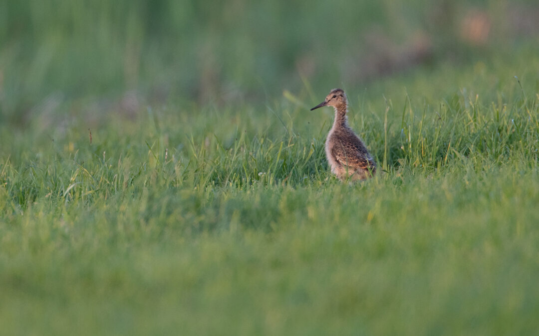 Project ‘Verbeteren leefgebieden weidevogels’ geeft flinke impuls aan weidevogelgebieden