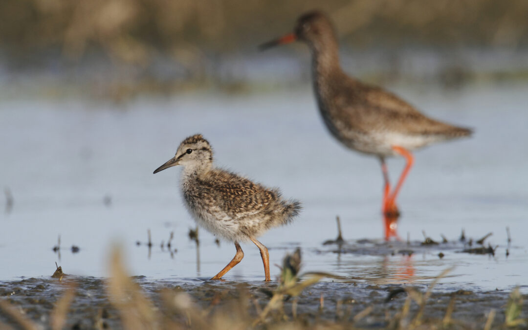 Natuurorganisaties in beroep om plannen suikerzijde