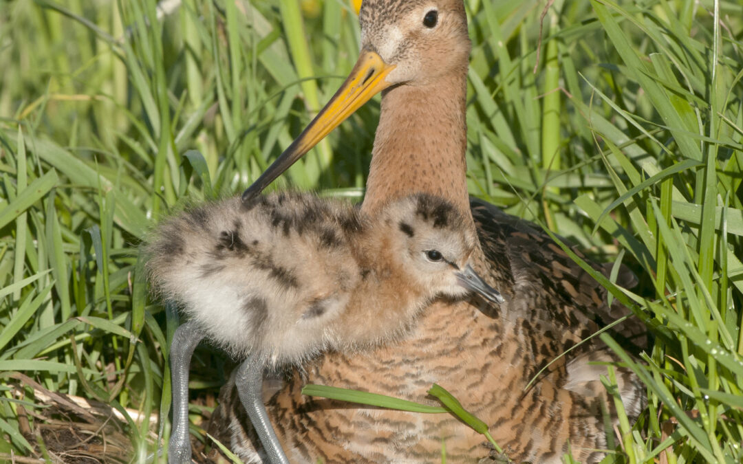 Natuurorganisaties starten petitie: ‘Geef de grutto een toekomst in De Oude Held!’