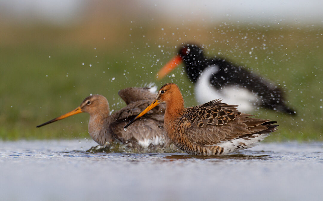 Welkom weidevogels