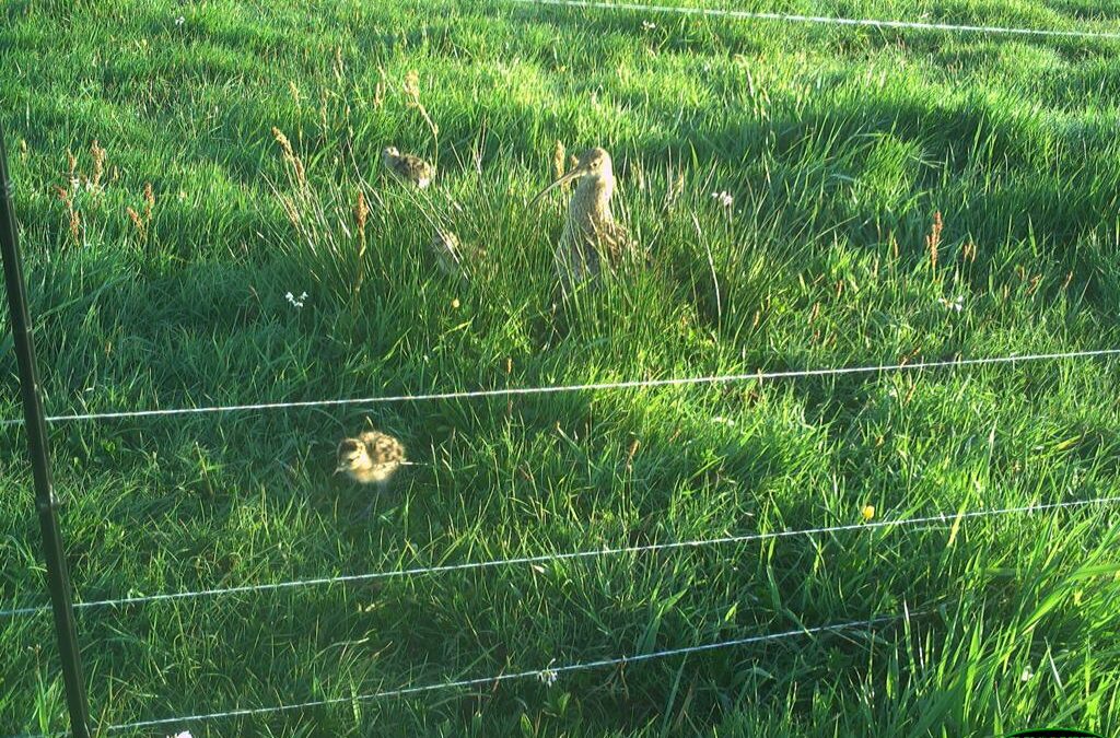 Wulpenkuikens in de Onnerpolder