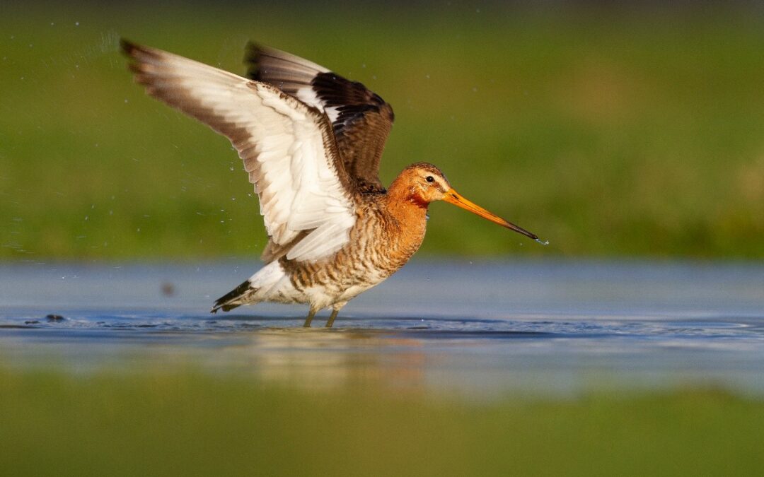 Collectief Groningen West zoekt een bestuurslid voor de portefeuille ‘weidevogels’