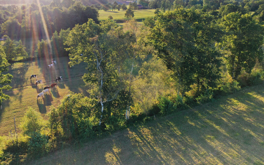 Help mee met bomen planten in het Zuidelijk Westerkwartier