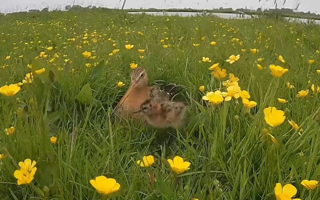 Livestream ‘Beleef de boerenlandvogels van Groningen’ goed bekeken