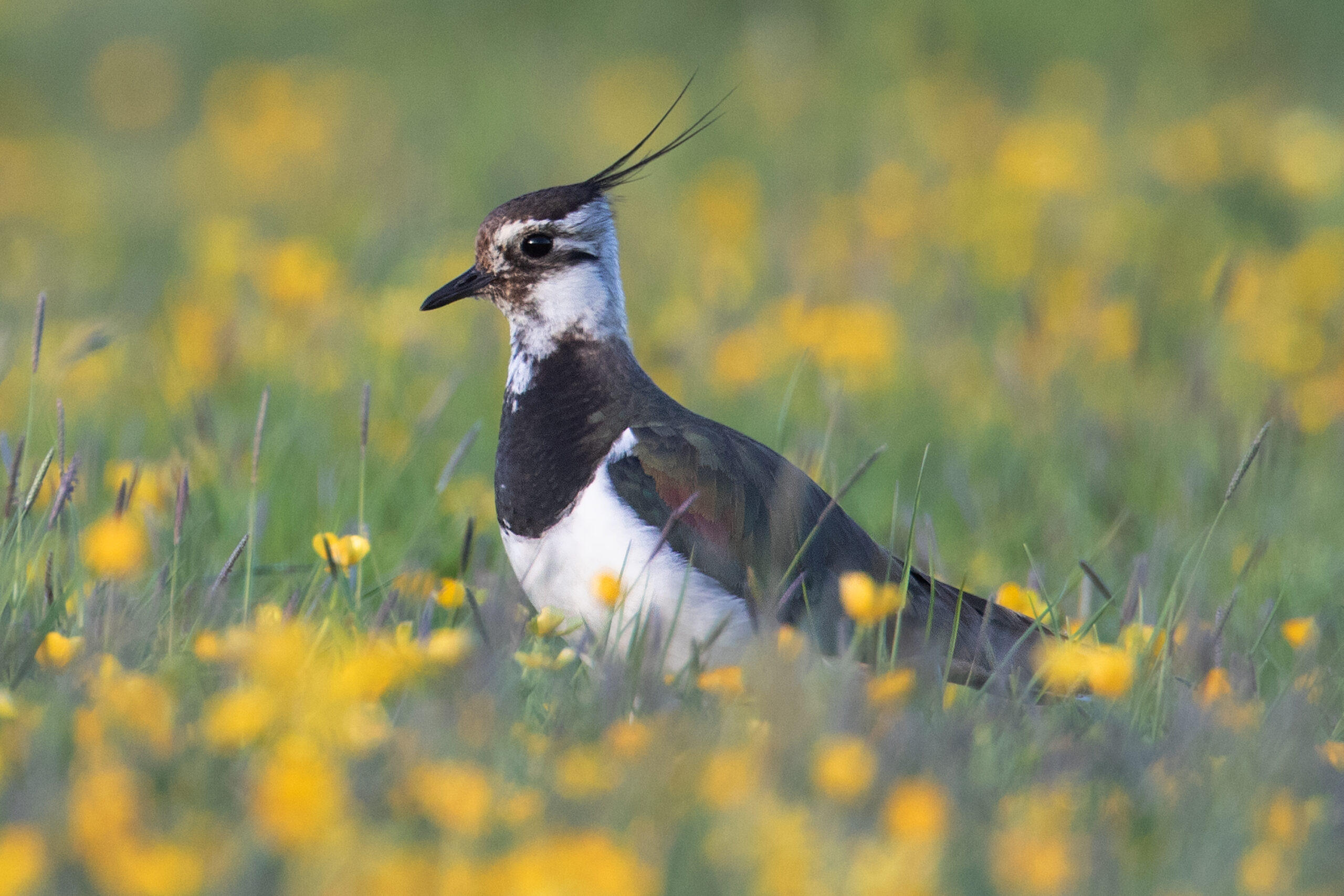Toelichting beheerpakketten weidevogels 2026