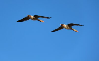 Wijziging tegemoetkoming faunaschade: verjaging niet meer verplicht op ANLb-gronden