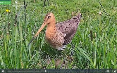 Kijk terug: de mooiste Beleef De Lente-clips van onze boerenlandvogels