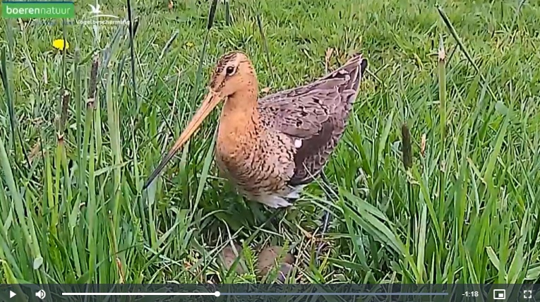 Kijk terug: de mooiste Beleef De Lente-clips van onze boerenlandvogels