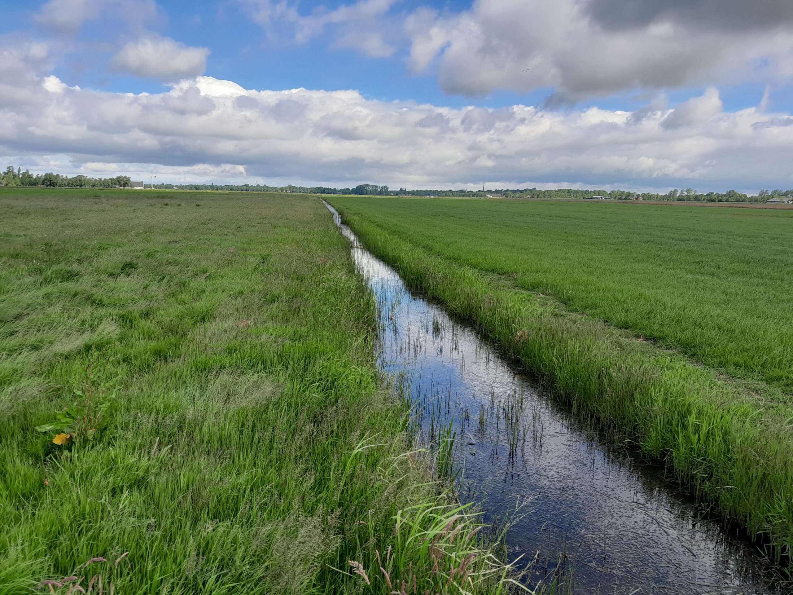 foto veenweide